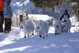 Lenk 2013